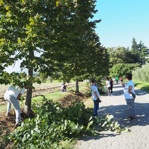 Volunteers trimming trees along a path